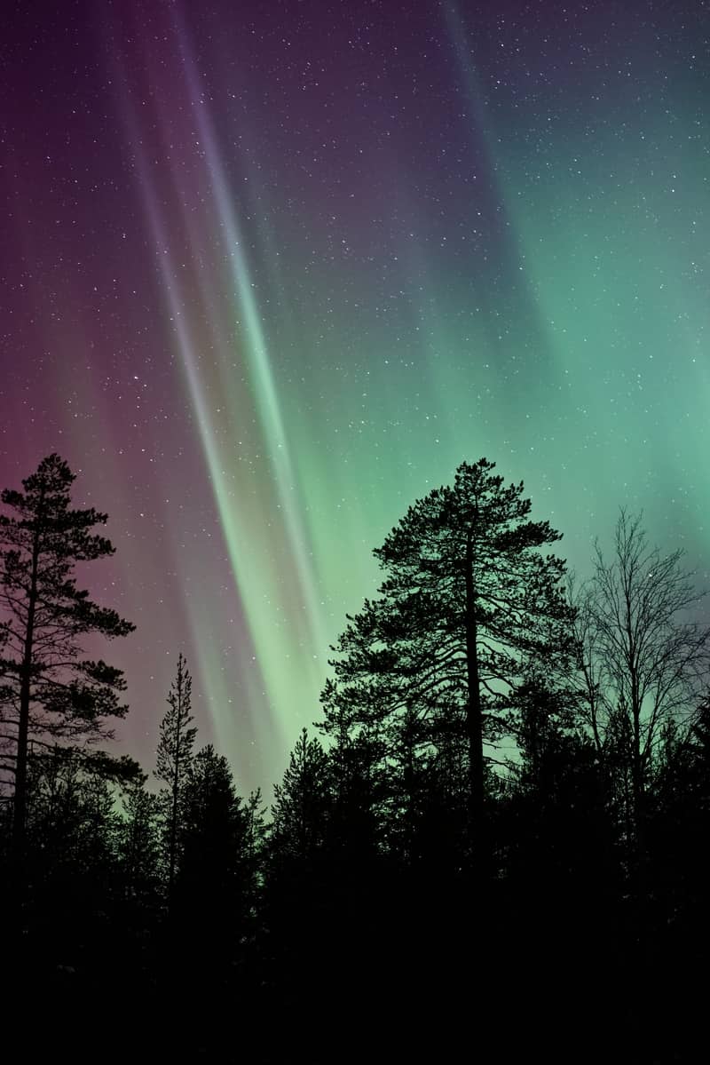 Image of a sacred wild forest and aurora borealis