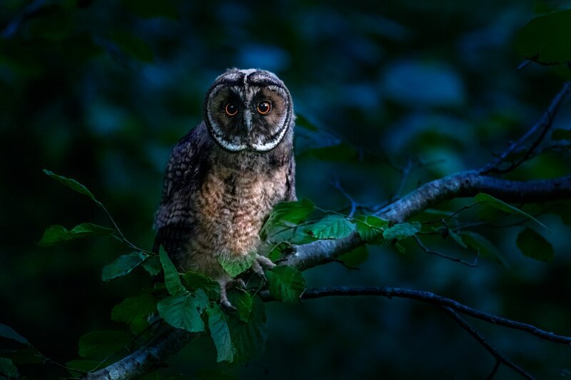 Image of an owl representing spiritual discernment