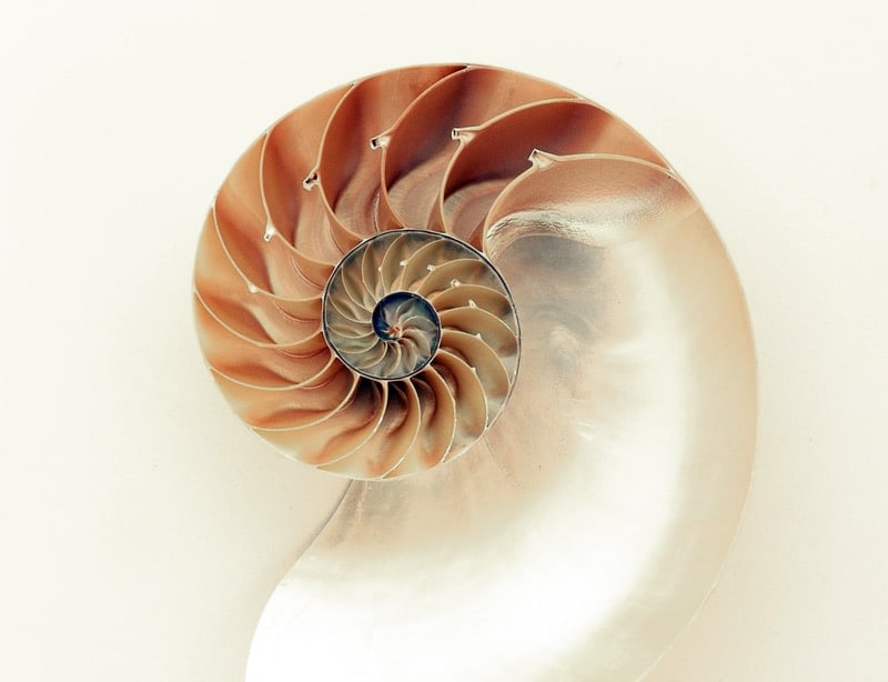 Image of a shell representing authenticity and honesty