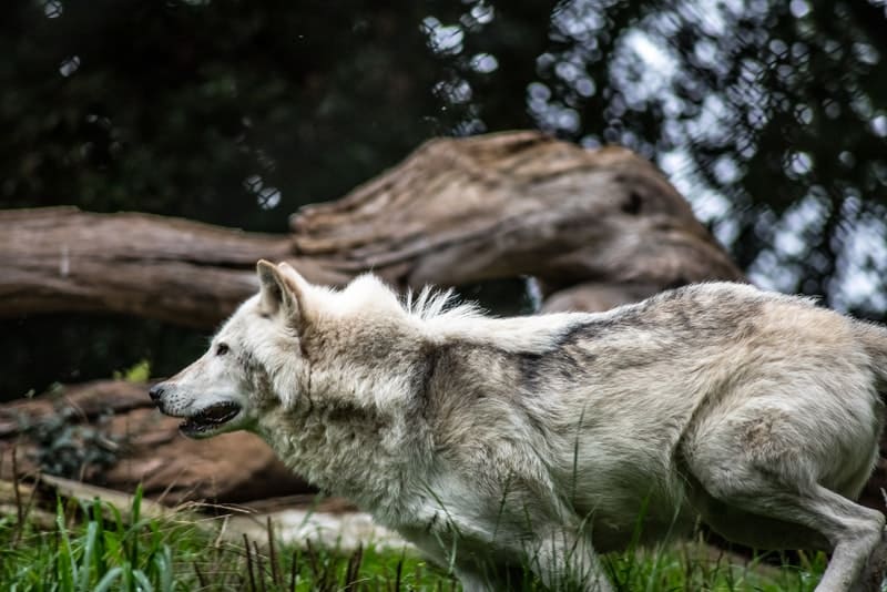 Image of a wolf symbolic of primal instincts