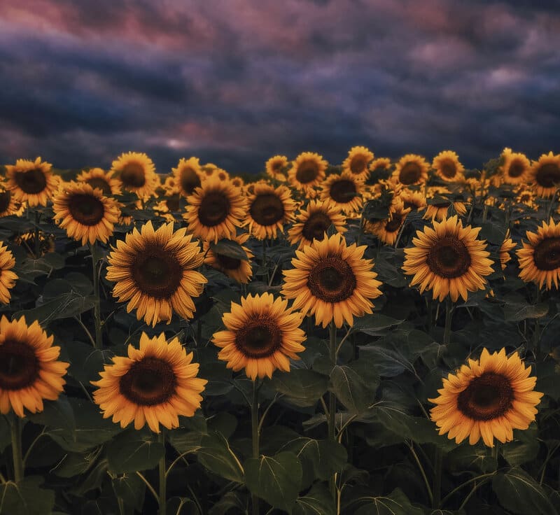 Image of a field of sunflowers symbolic of toxic positivity