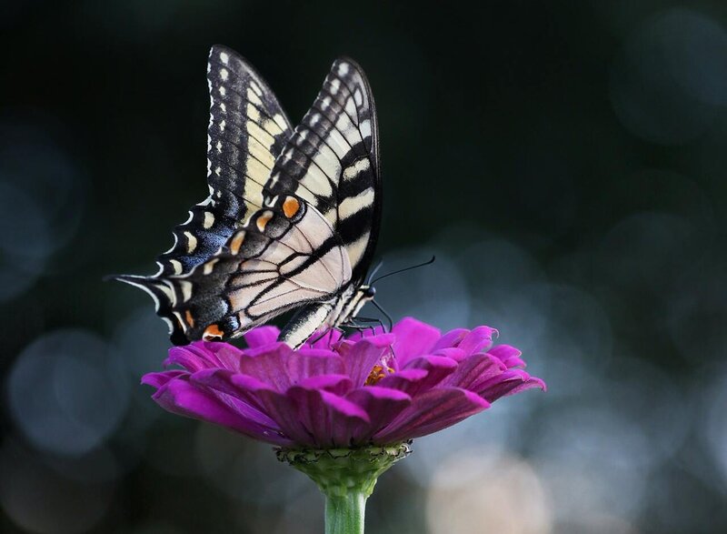 Image of a butterfly on a flower