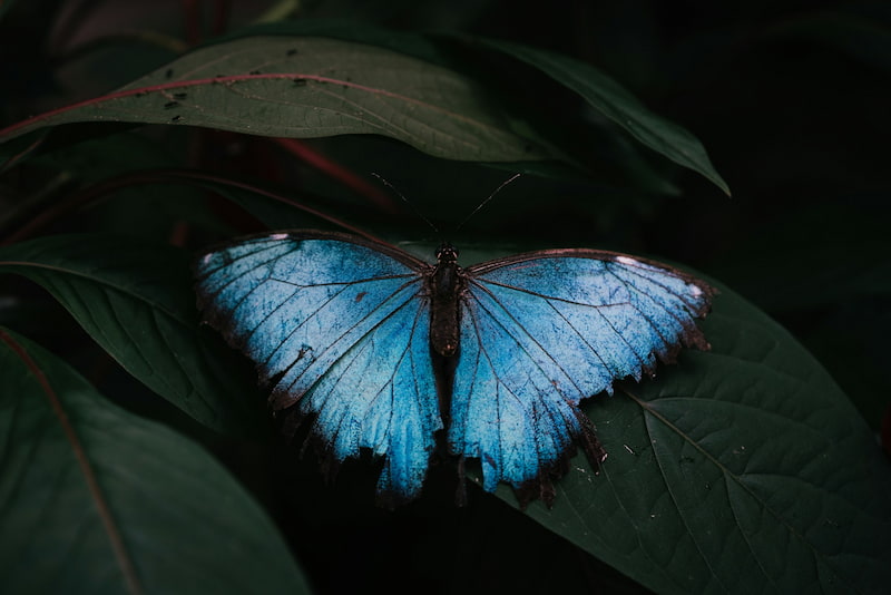 Image of a butterfly symbolic of soul recovery