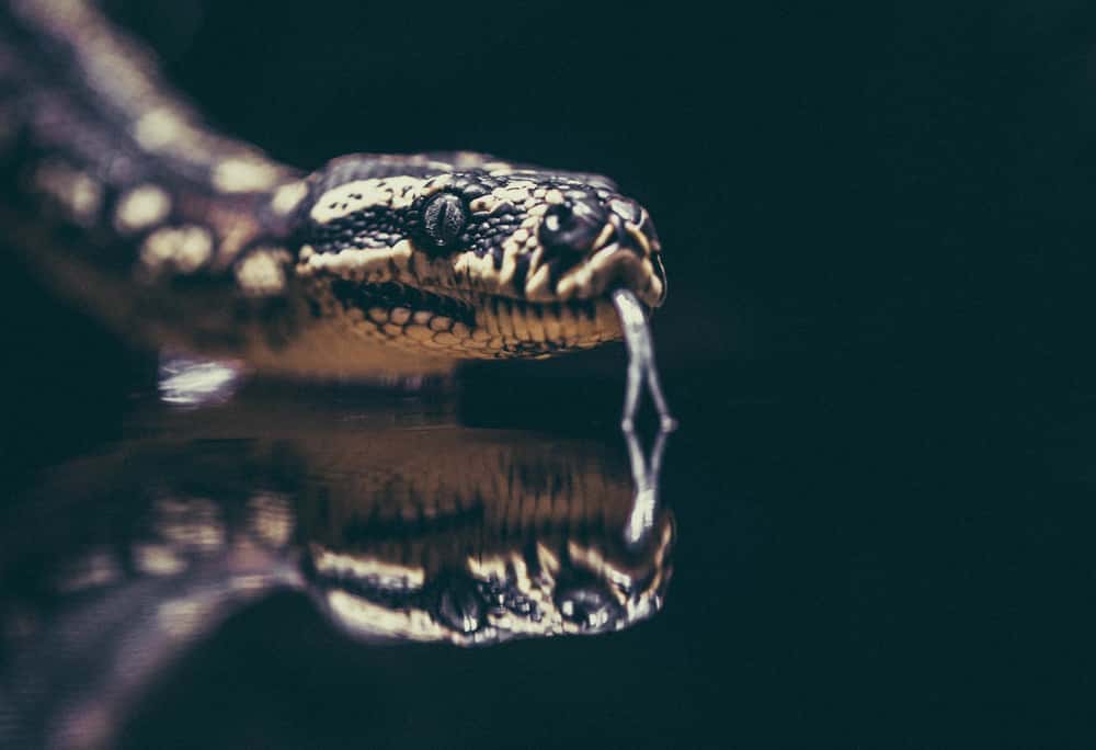 Image of a snake