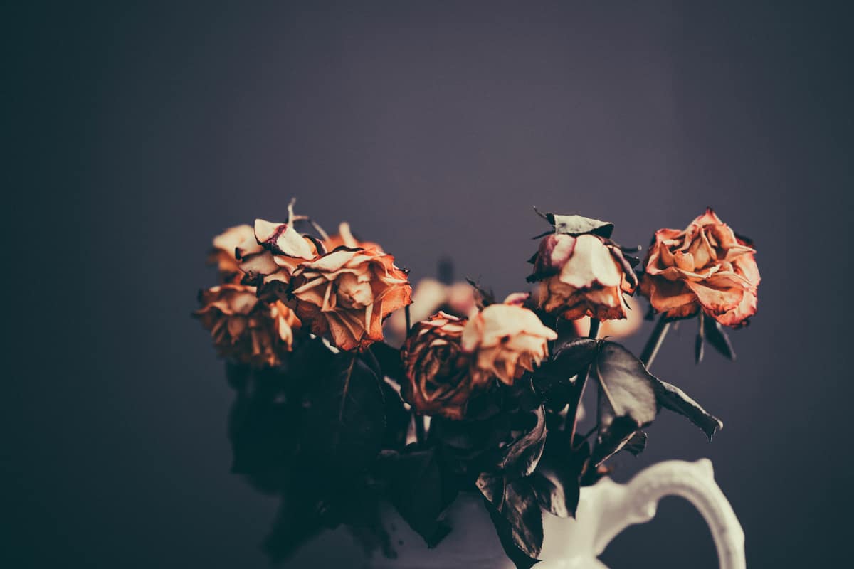 Image of dead roses symbolic of toxic relationships