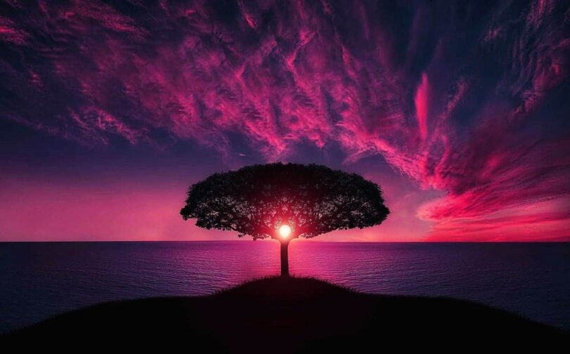 Image of a tree and sun symbolic of self-realization