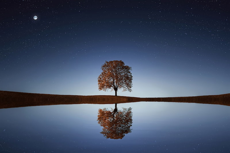 Image of a tree that symbolizes the three shamanic worlds of self-realization