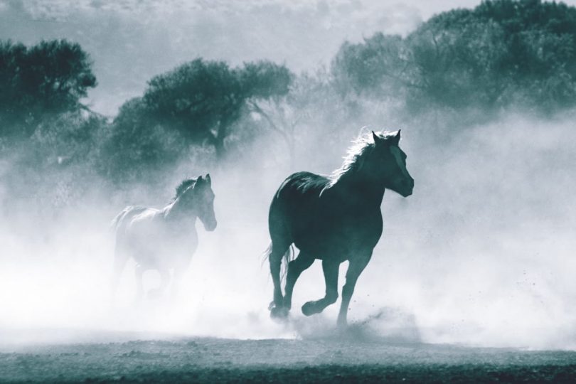 Image of wild horses running freely symbolizing non-attachment