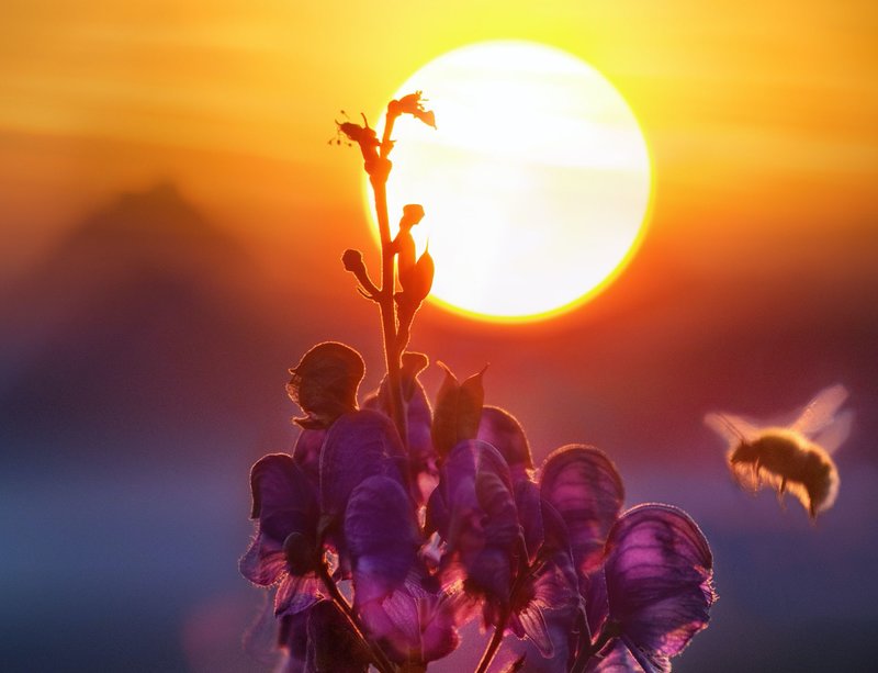 Image of a beautiful morning with a flower and buzzing bee