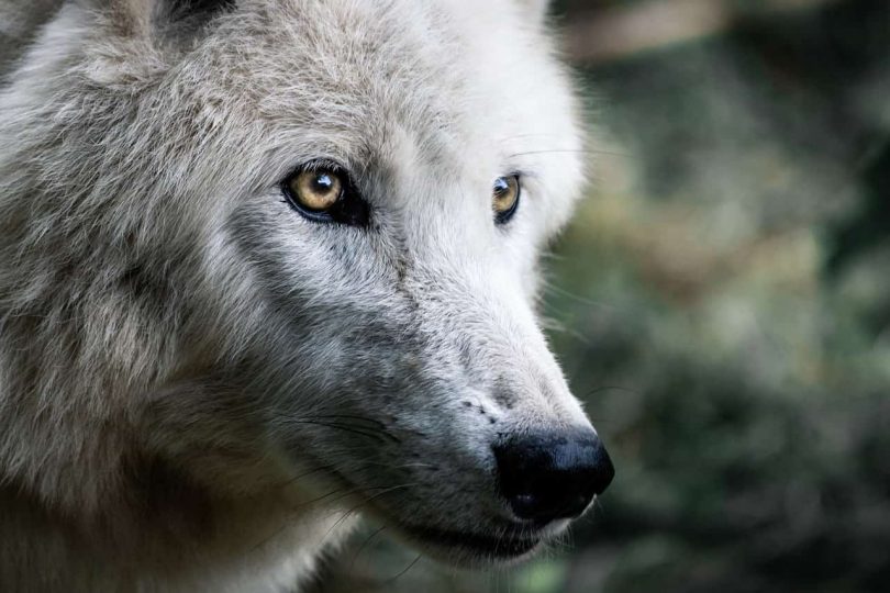 Image of a white wolf with golden eyes