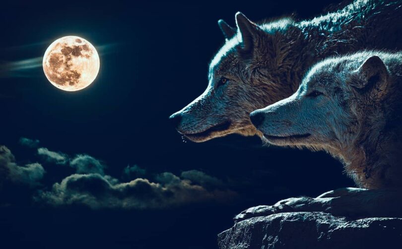 Two wolves story image