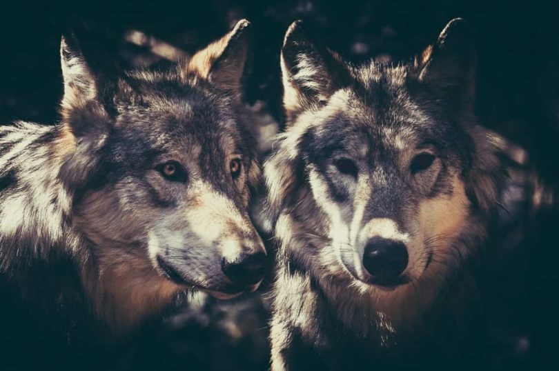 Two White Wolves Sitting On A Log Looking At Each Other Background, Two  Wolves, Hd Photography Photo, Carnivore Background Image And Wallpaper for  Free Download