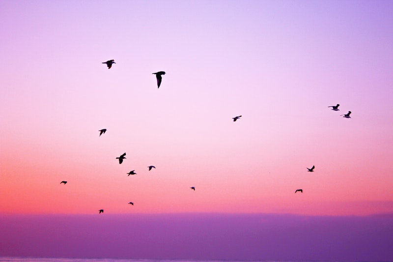 Image of a pink sky with birds that symbolizes inner peace