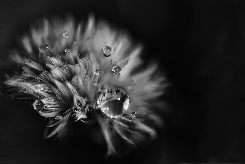 Image of a dandelion