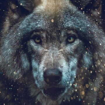 spirit animal quiz image of wolf