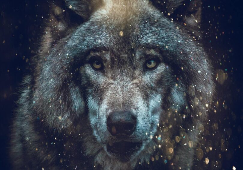 spirit animal quiz image of wolf