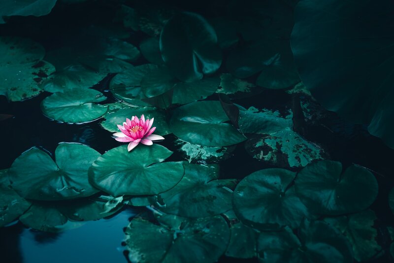 Image of a pink lotus flower symbolic of spiritual transformation