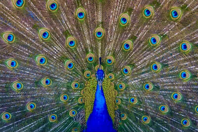 Image of a peacock