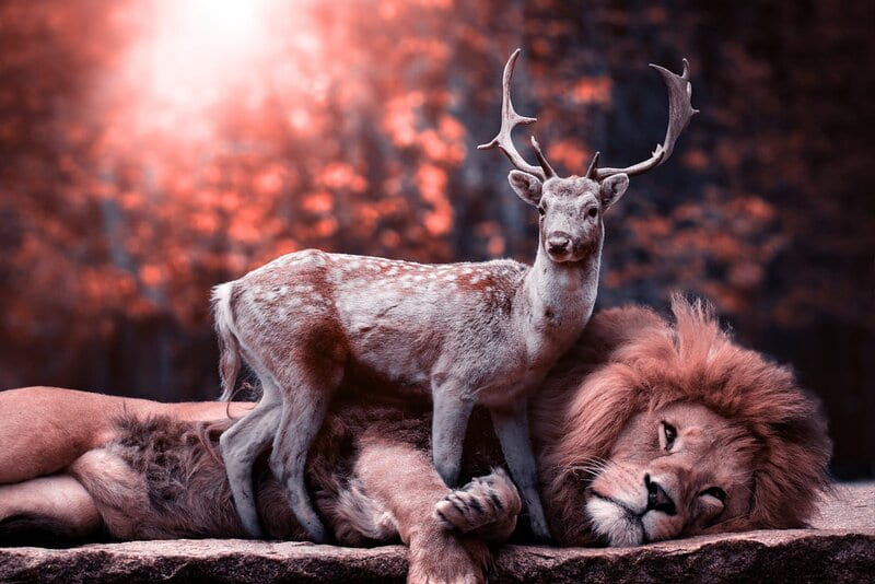 Image of a deer and lion lying together symbolic of karmic relationship