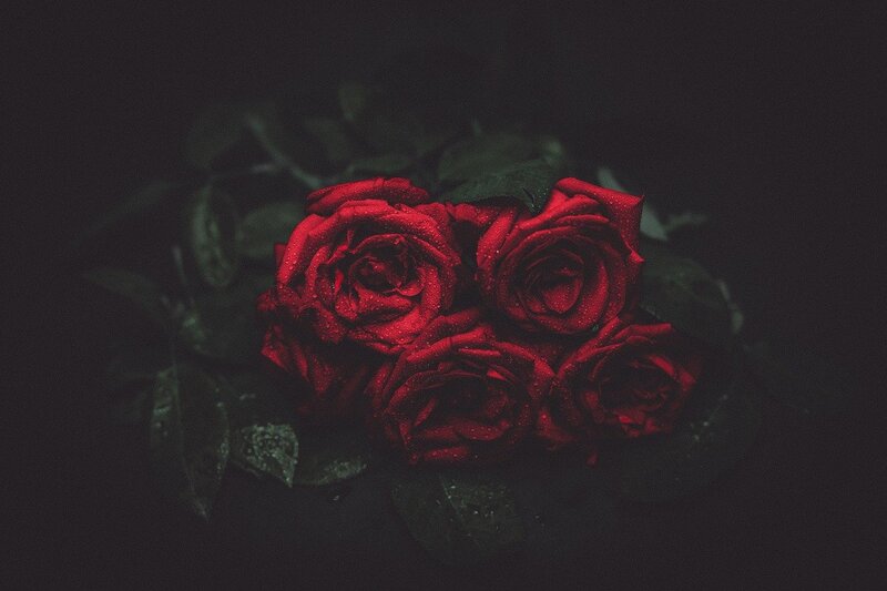 Image of red roses