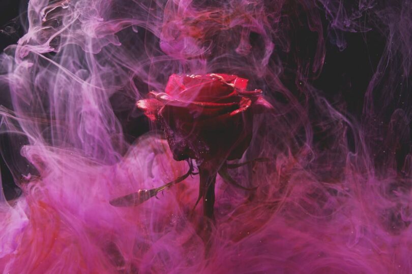 Image of a rose that is symbolic of the karmic relationship