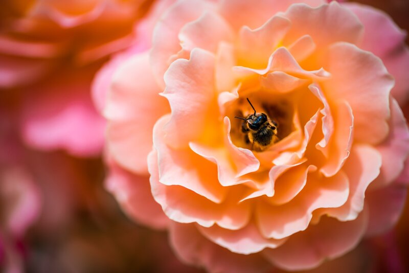 Image of a peach pink flower