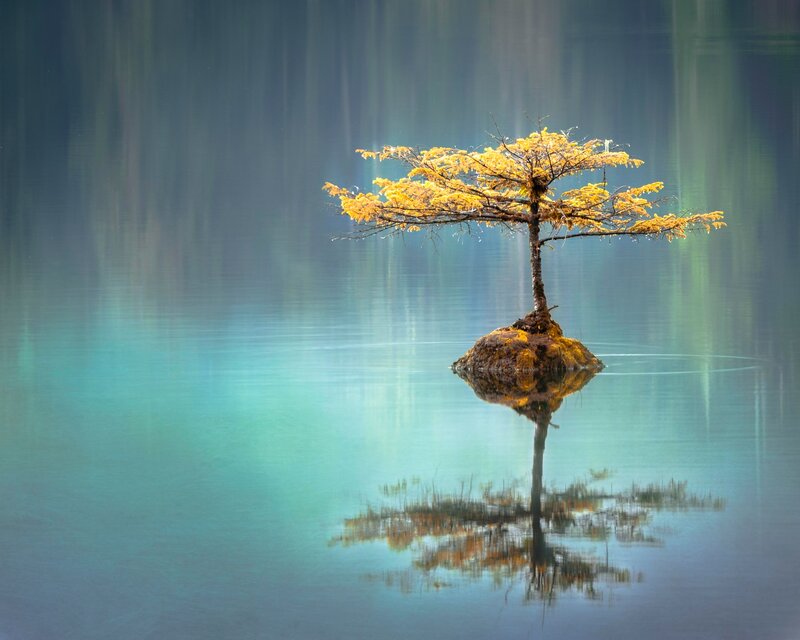 Image of a zen tree in crystal clear water