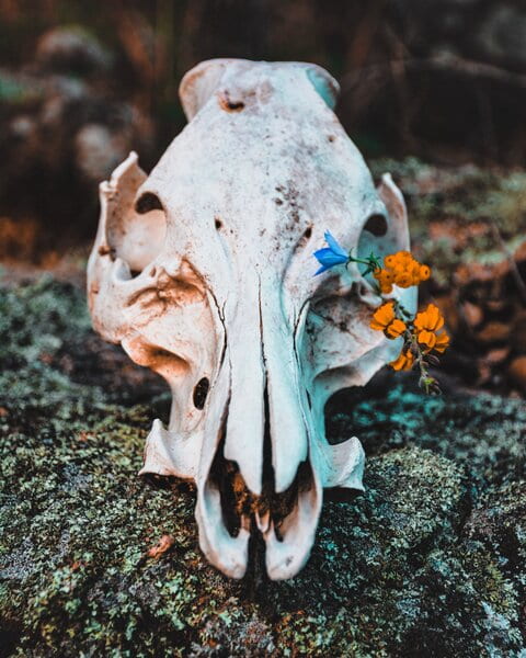 Image of a skull and flowers