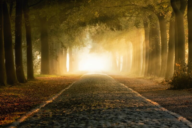 Image of a magical looking forest with a road leading ahead