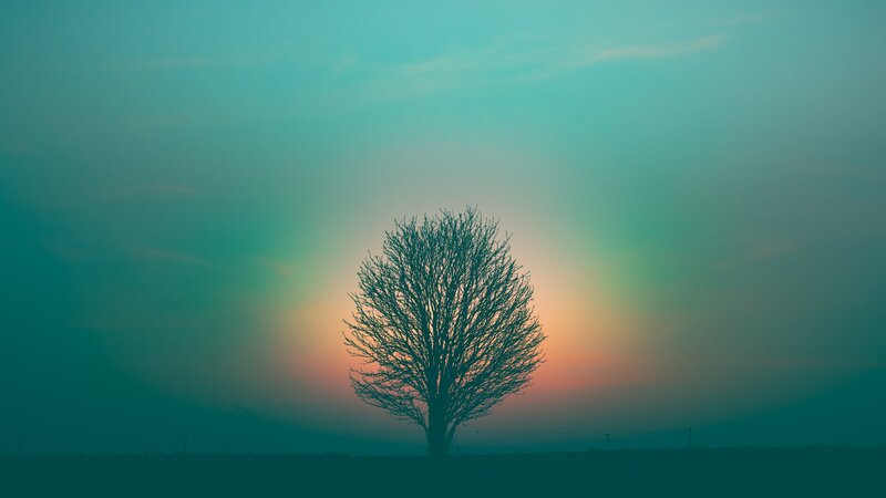 Image of a mystical tree in a misty landscape