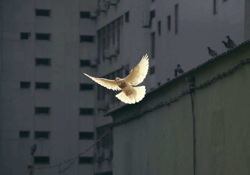 Image of a flying dove