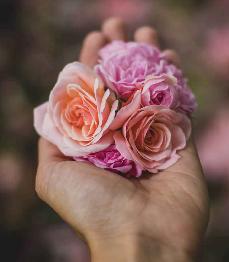 Image of a hand holding roses symbolic of self-healing