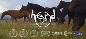 herd documentary film thumbnail of horses