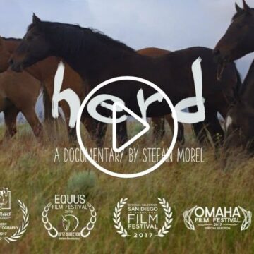 herd documentary film thumbnail of horses