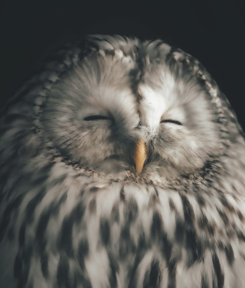 Image of a white owl happy to be alone