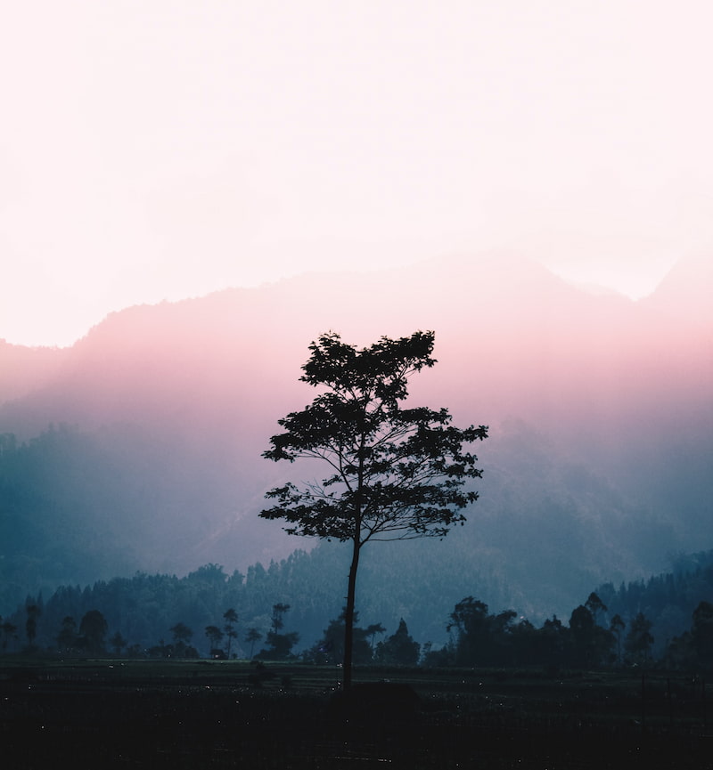 Image of a solitary tree