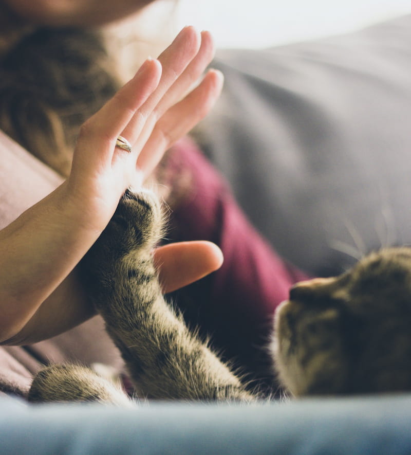 Image of a cat playing with a human