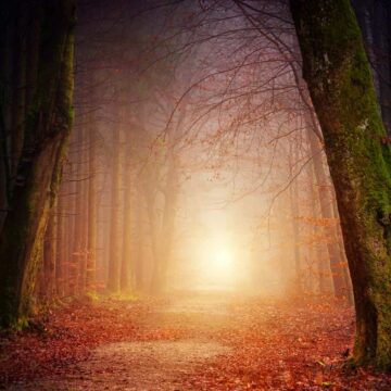 Image of a dark forest symbolic of the inner journey of inner work and spiritual awakening