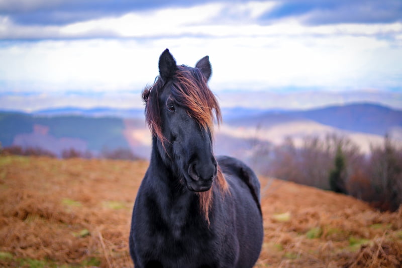 Horse Spirit Animal Meaning Symbolism Power Animal B 