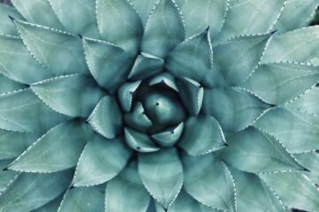 Psychedelic Integration: 5 Ways to Process Your Epiphanies 