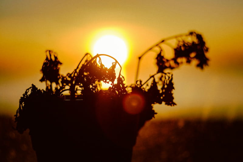 image of a shrivelled bush symbolic of spiritual stagnation