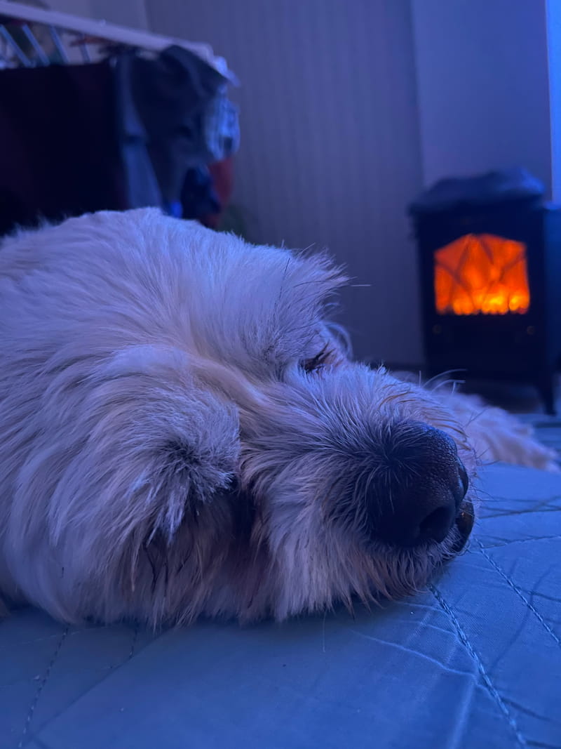 A dog sleeping on a couch in front of a small fireplace