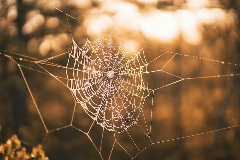 Image of a spider web in nature