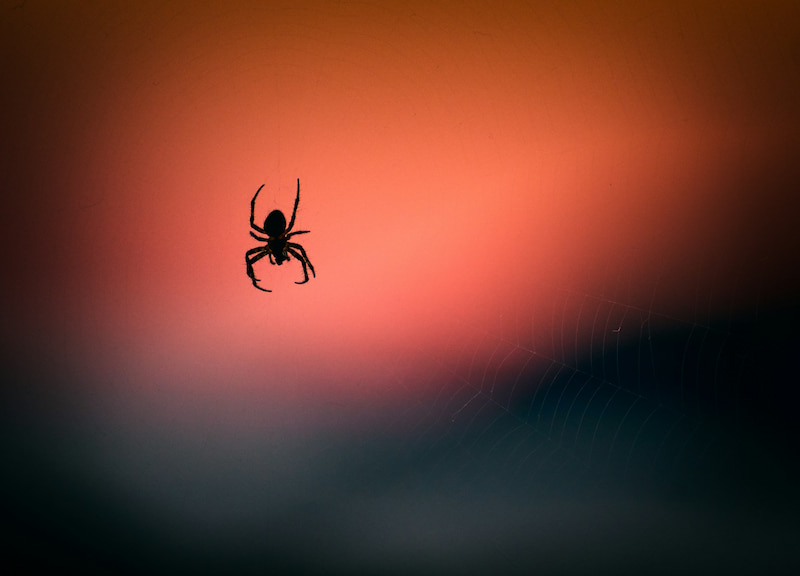 Image of a spider symbolising negative synchronicity