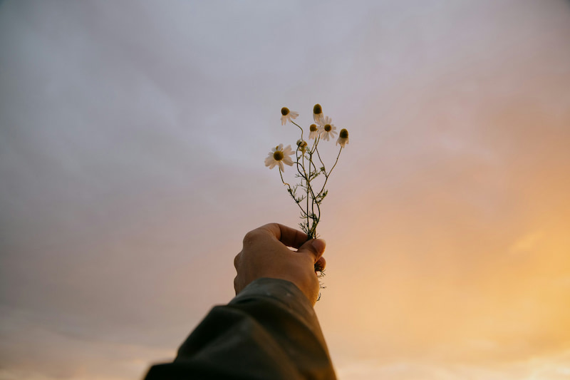 A person holding up daisies