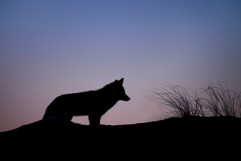 Image of a lone wolf
