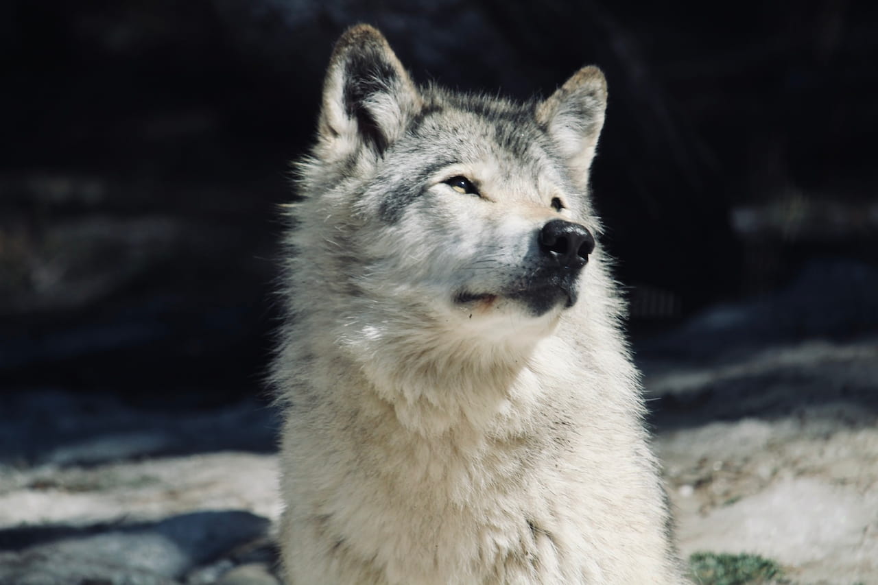 Image of a white lone wolf