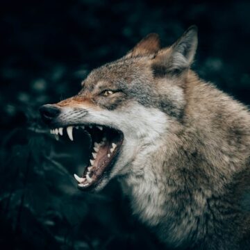 Image of a snarling wolf symbolic of learning to set boundaries as a sensitive empathic lone wolf