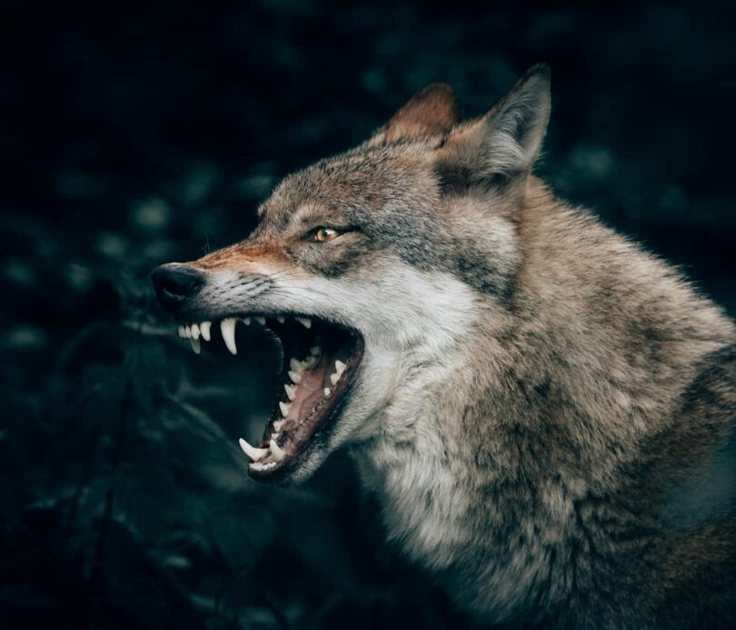 Image of a snarling wolf symbolic of learning to set boundaries as a sensitive empathic lone wolf