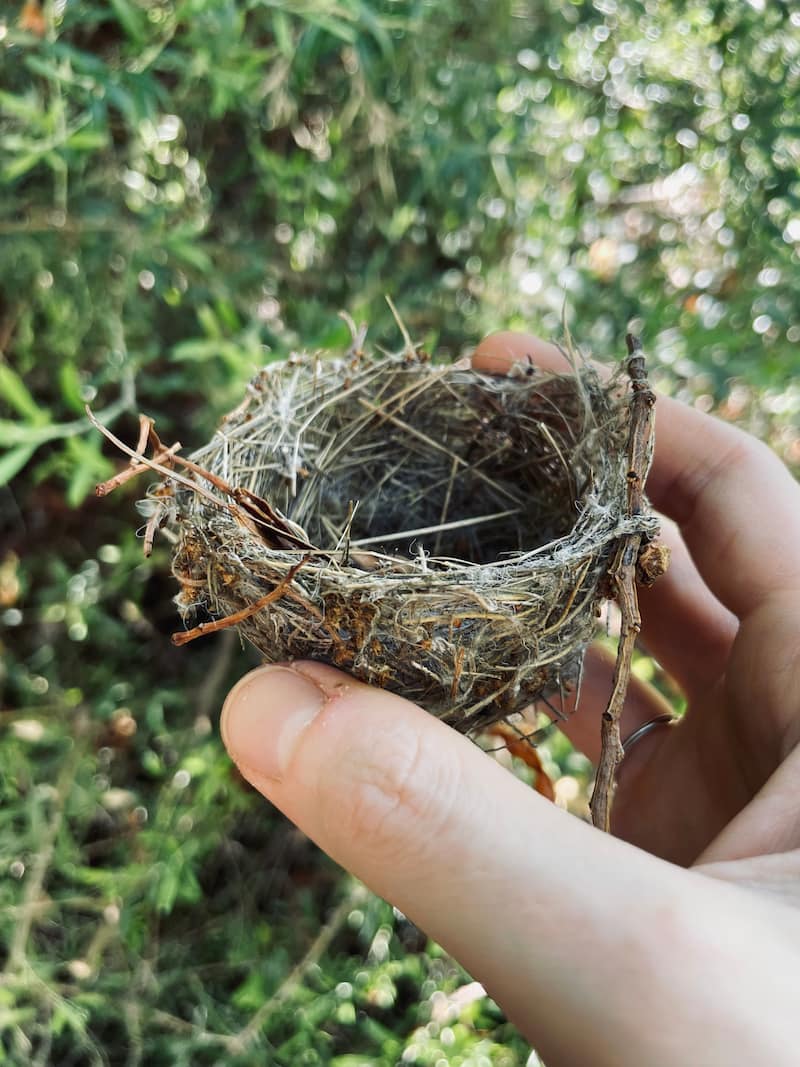Image of a bird's nest symbolic of soul recovery